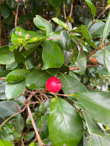 Psidium cattleianum observed 2026-04-25