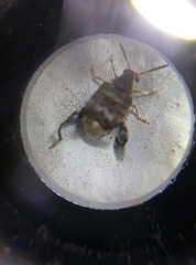 Penthobruchus germaini