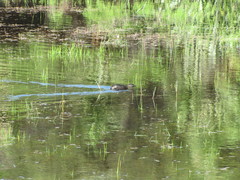 Poliocephalus rufopectus