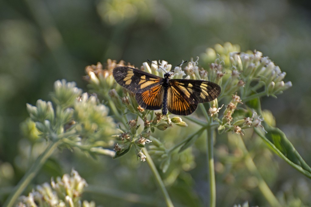 Actinote pratensis
