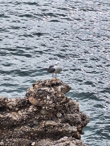 Avistamiento Gaviota patiamarilla