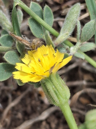 iNaturalist observation photo of Cretanweed