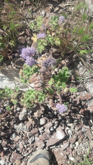 Phacelia pedicellata