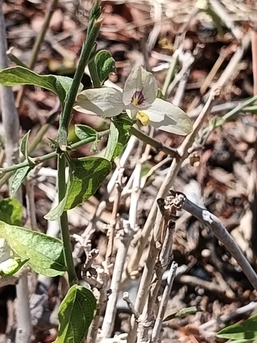 Carlowrightia arizonica, photograph 4