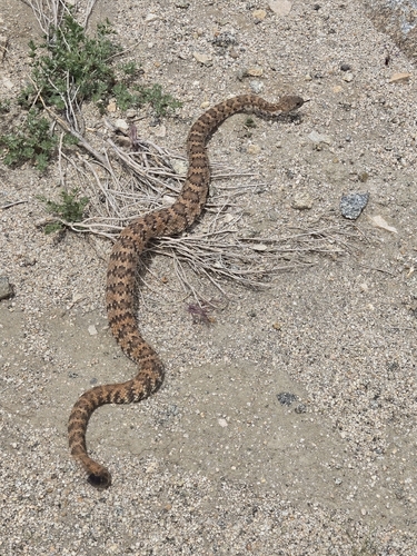 iNaturalist observation photo of Panamint Rattlesnake