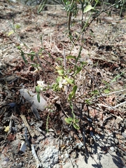 Carlowrightia arizonica, photograph (c) MarvalPhotography19, some rights reserved (CC BY)
