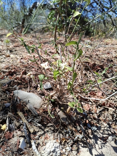Carlowrightia arizonica, photograph 6