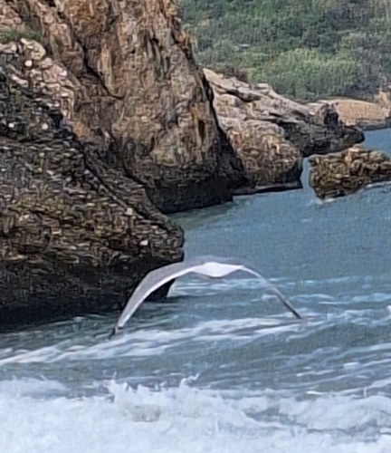 Avistamiento Gaviota patiamarilla