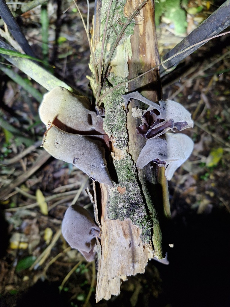 Auricularia cornea · April 2026 · photo: © emily_r (iNaturalist, cc-by)