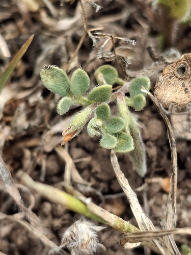 iNaturalist observation photo of Chile trefoil