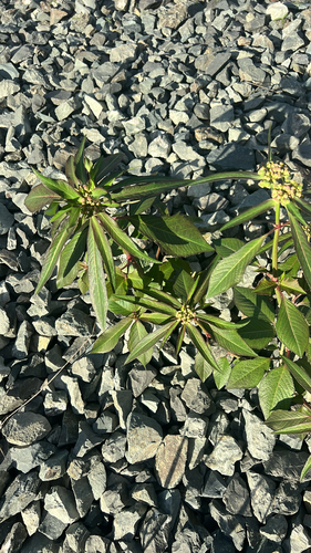 painted spurge