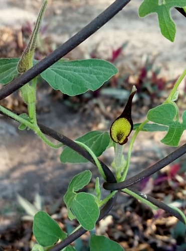 Image of Aristolochia pentandra by (c) Francisco Martínez González, some rights reserved (CC BY-SA)