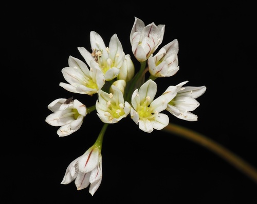 pitted onion (Allium lacunosum var. micranthum)