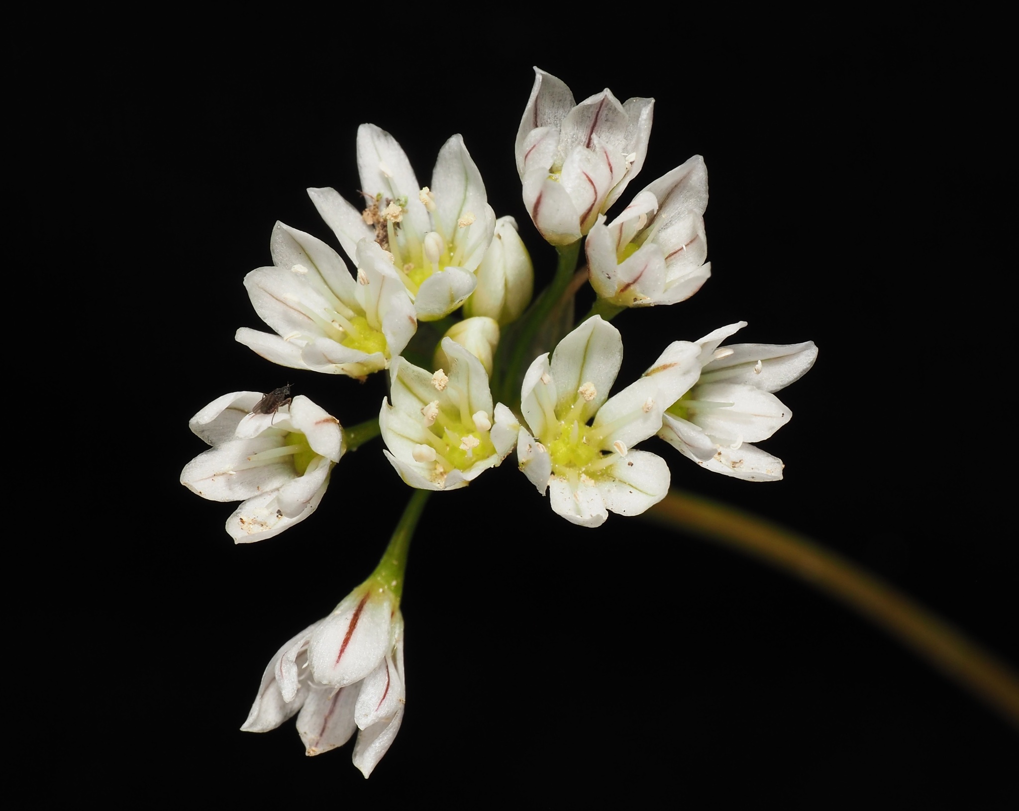 Allium lacunosum