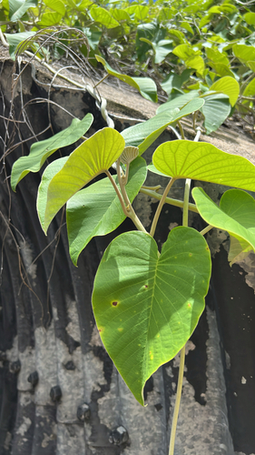 elephant creeper