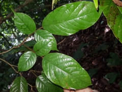 Paramachaerium gruberi