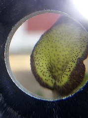 Aristolochia pentandra