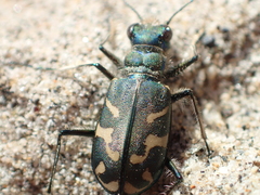 Cicindela tranquebarica vibex