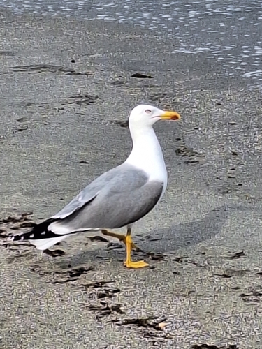 Avistamiento Gaviota patiamarilla