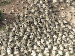 Leucocarbo chalconotus