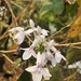 Pseuderanthemum polyanthum - Photo (c) 刘光裕 Liu Guangyu, algunos derechos reservados (CC BY-NC), subido por 刘光裕 Liu Guangyu