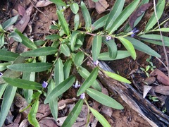 Eremophila debilis
