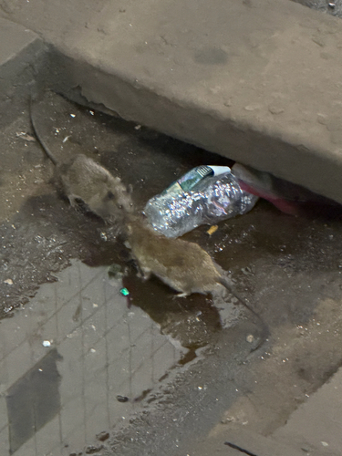 Rat photographed near here on 2026-04-25