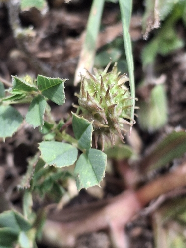 iNaturalist observation photo of bur clover