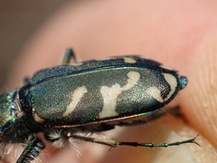 Cicindela tranquebarica vibex