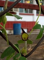 Aristolochia pentandra