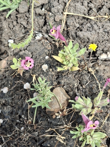 iNaturalist observation photo of tricolor monkeyflower