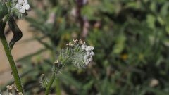 Cryptantha intermedia intermedia
