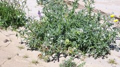 Cryptantha intermedia intermedia