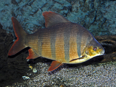 Banded Distichodus photo 3