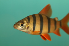 Banded Distichodus photo 5