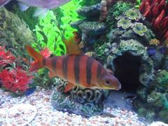 Banded Distichodus photo 2