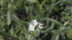 Cryptantha intermedia intermedia