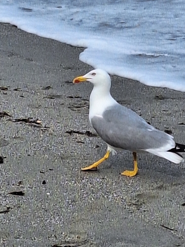 Avistamiento Gaviota patiamarilla