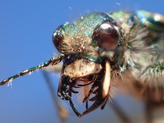 Cicindela tranquebarica vibex