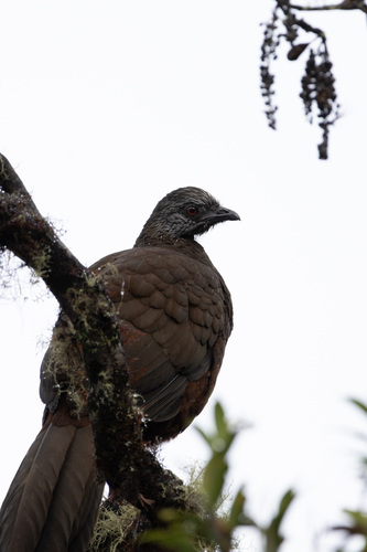 Andean Guan (Penelope montagnii), photo 9