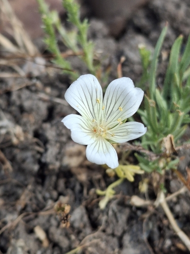 iNaturalist observation photo of Rosy Douglas’ Meadowfoam