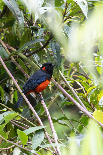 Scarlet-bellied Mountain Tanager (Anisognathus igniventris), photo 7