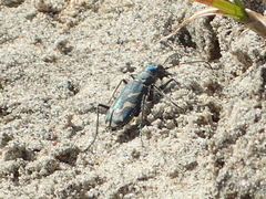 Cicindela tranquebarica vibex