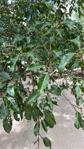 White fig