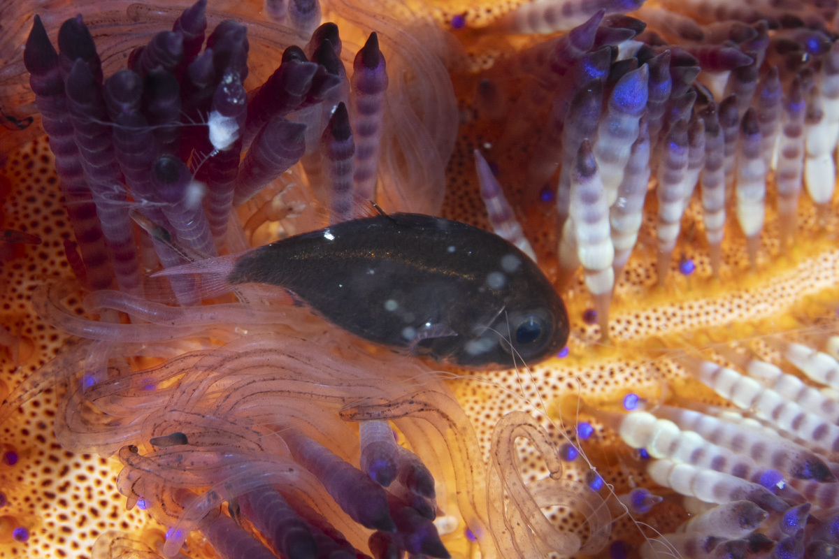 Sea Urchin Cardinalfish photo 3