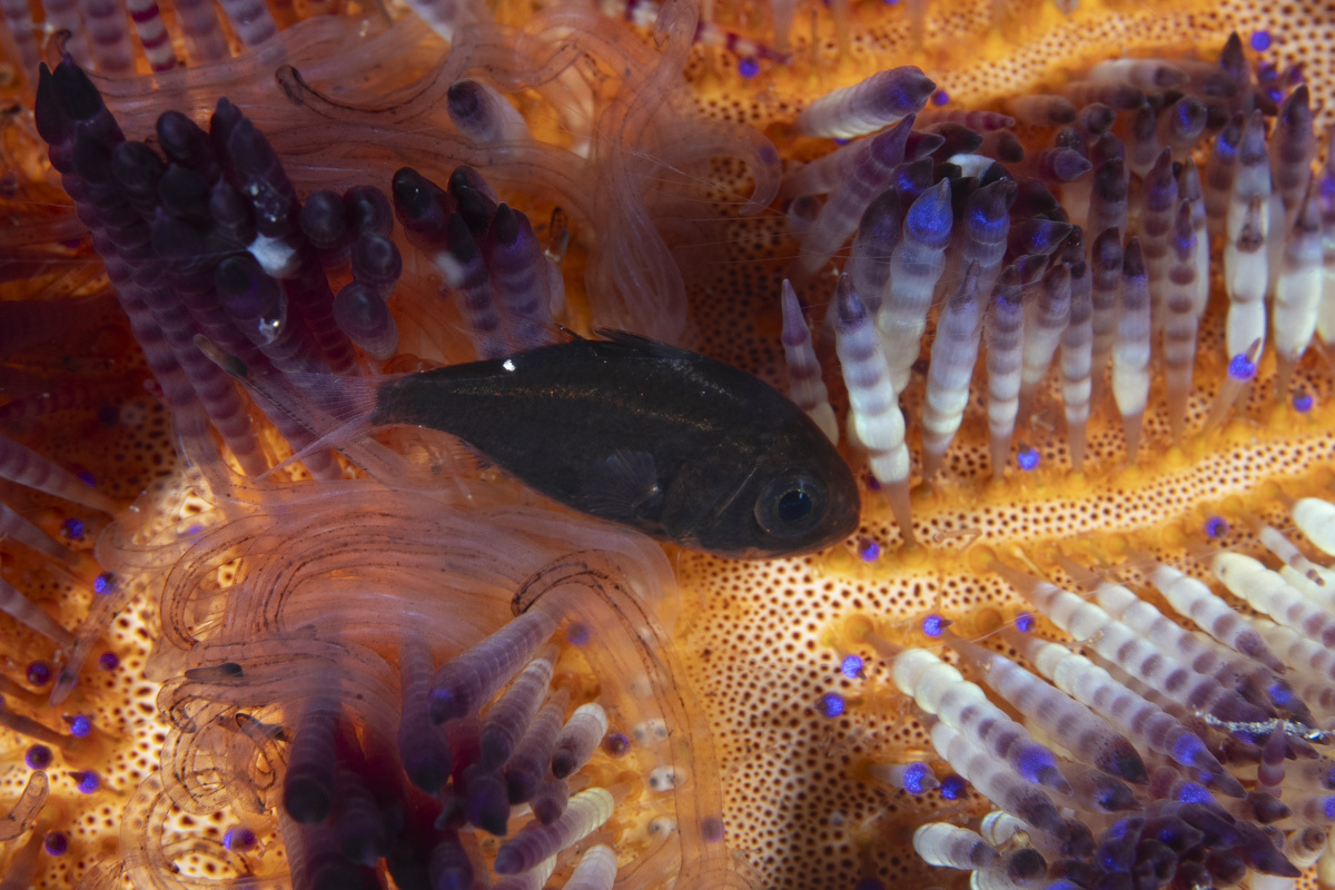 Sea Urchin Cardinalfish photo 4