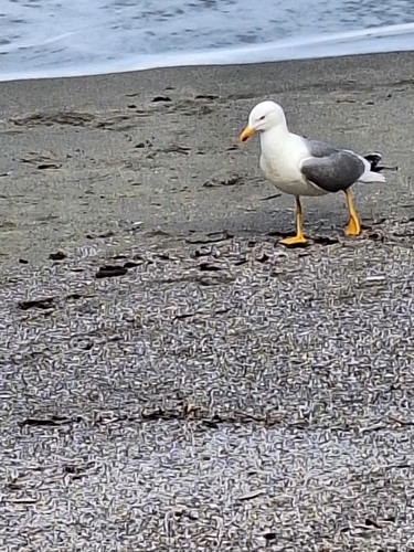 Avistamiento Gaviota Dorsinegra Menor