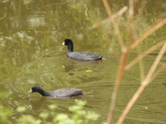Fulica americana columbiana