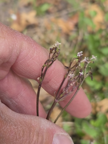 Valeriana arizonica, photograph 5