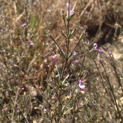 Dicliptera peduncularis